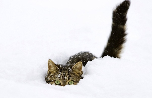 №136, Серёга Василенко, 37 лет, Мурманск №136, Серёга Василенко, 37 лет, Мурманск