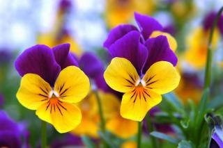 Аня Коновалова | Симферополь