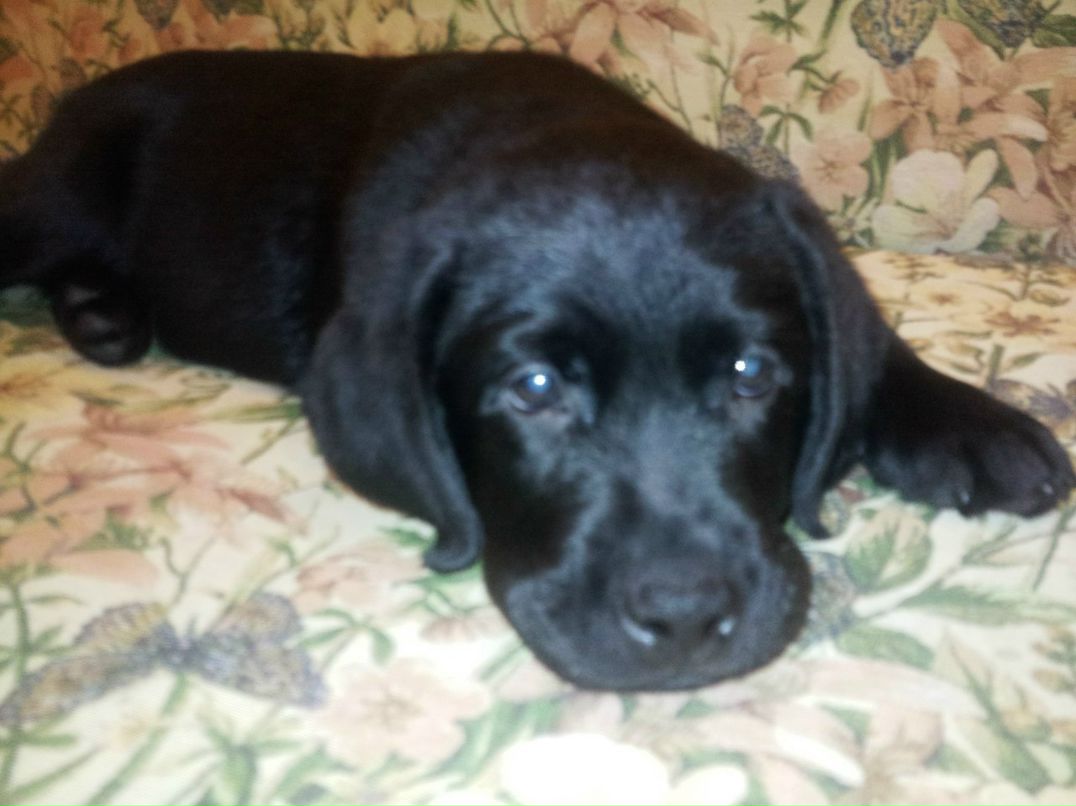 Макс Воронов | Владимир