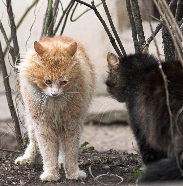 Татьяна Белова | Красноярск
