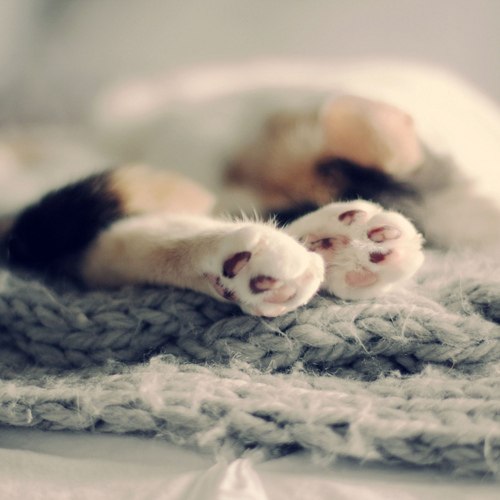 Светлана Ремез | 