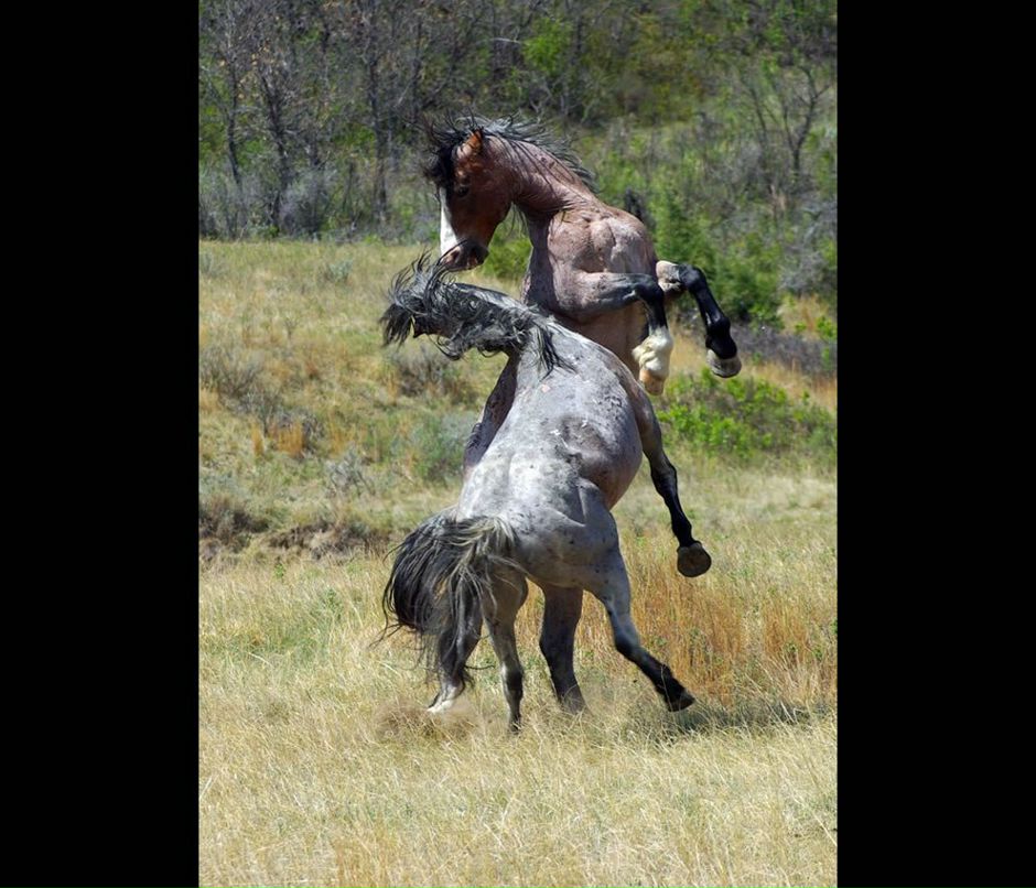 Эмануил Бенкендорф | Харьков