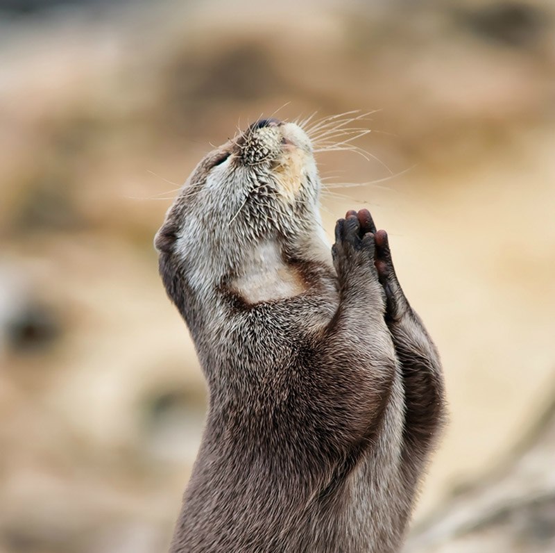 Сергей Степанов | Санкт-Петербург