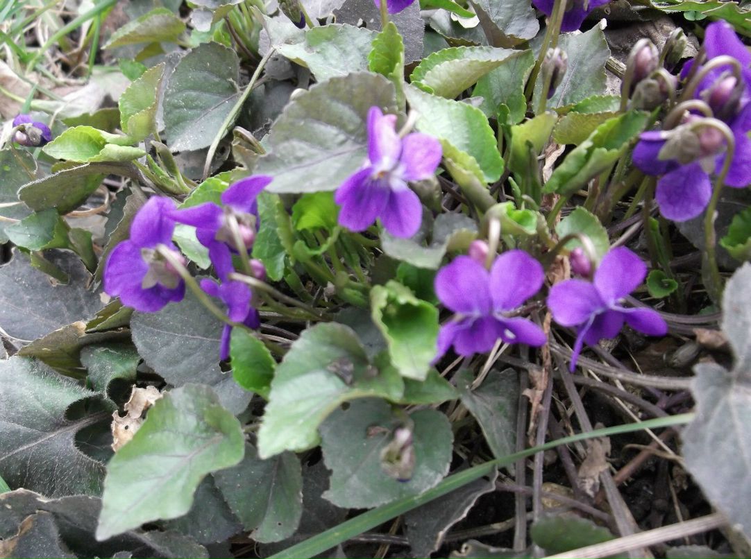 Светлана Чернобаб | Вознесенская