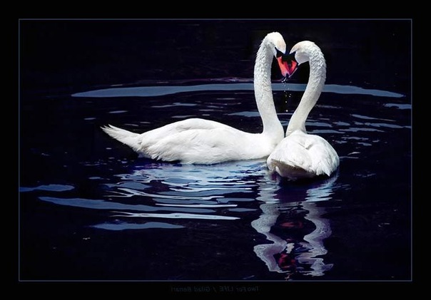 №1, Алиса Бурлачко, Челябинск, Россия №1, Алиса Бурлачко, Челябинск, Россия