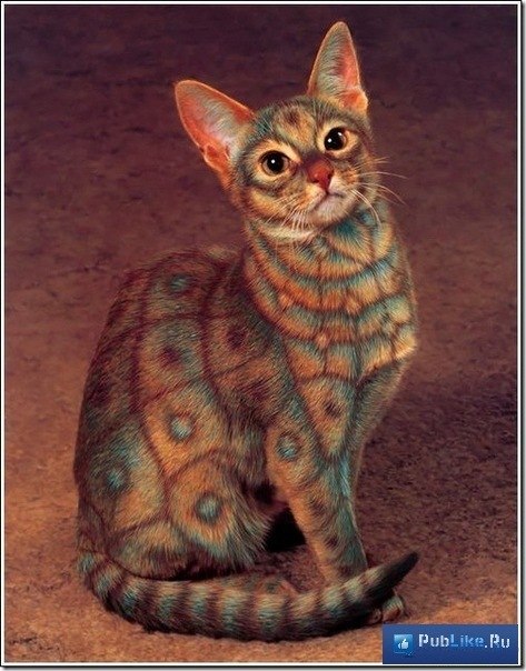 Елена Заиченко | 