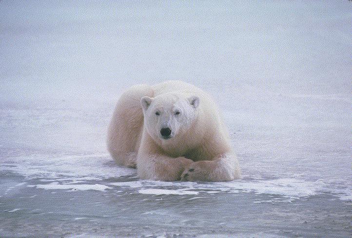 Раиль Усманов | Уфа