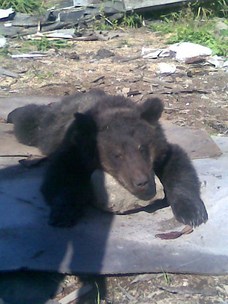 Vanya Istomin фото профиля #1