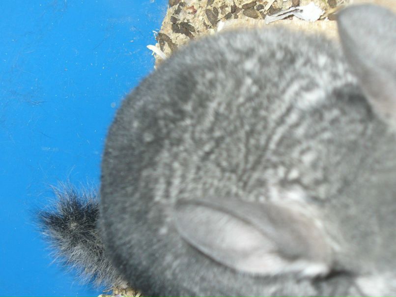 Галина Захарова *ГаЛиНкА* | Одесса