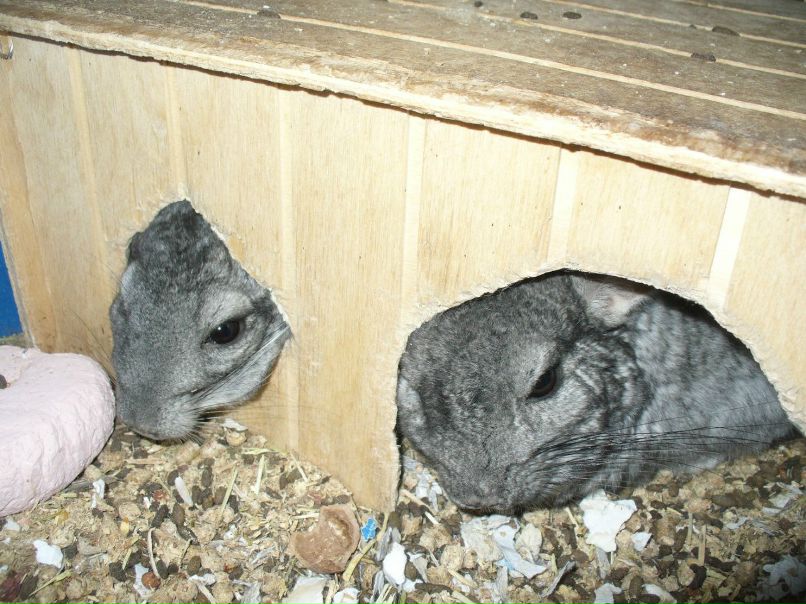 Галина Захарова *ГаЛиНкА* | Одесса