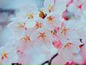 Маша Солнцева | 