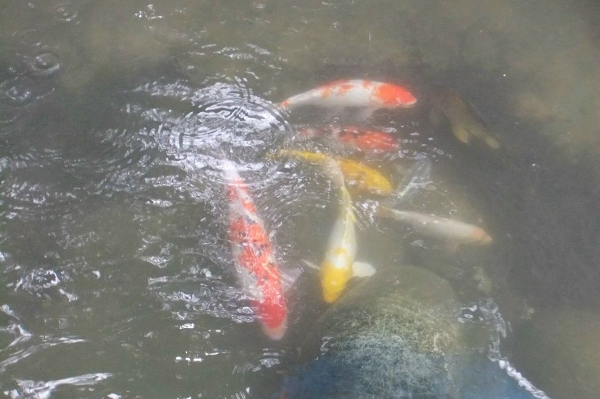 Елена Ладикова | Karmiel