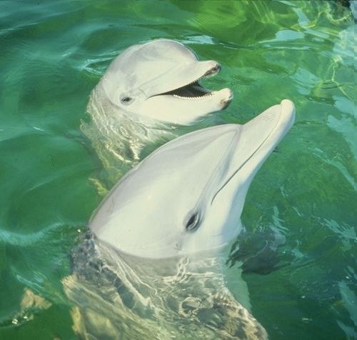 Эльвира Туктарова-Рахимова | Уфа