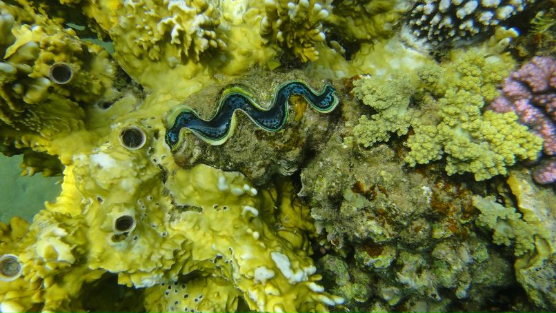 Галина Шанина | Архангельск