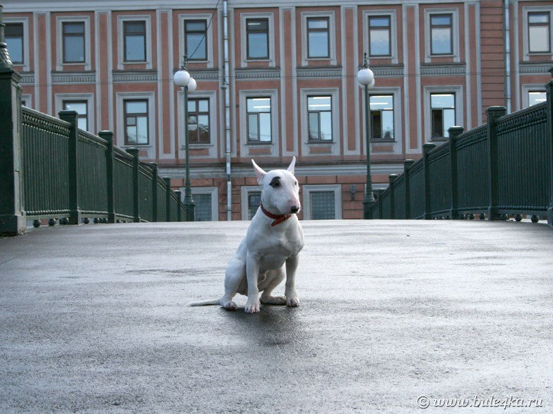 Vladimir Saltykov | Санкт-Петербург
