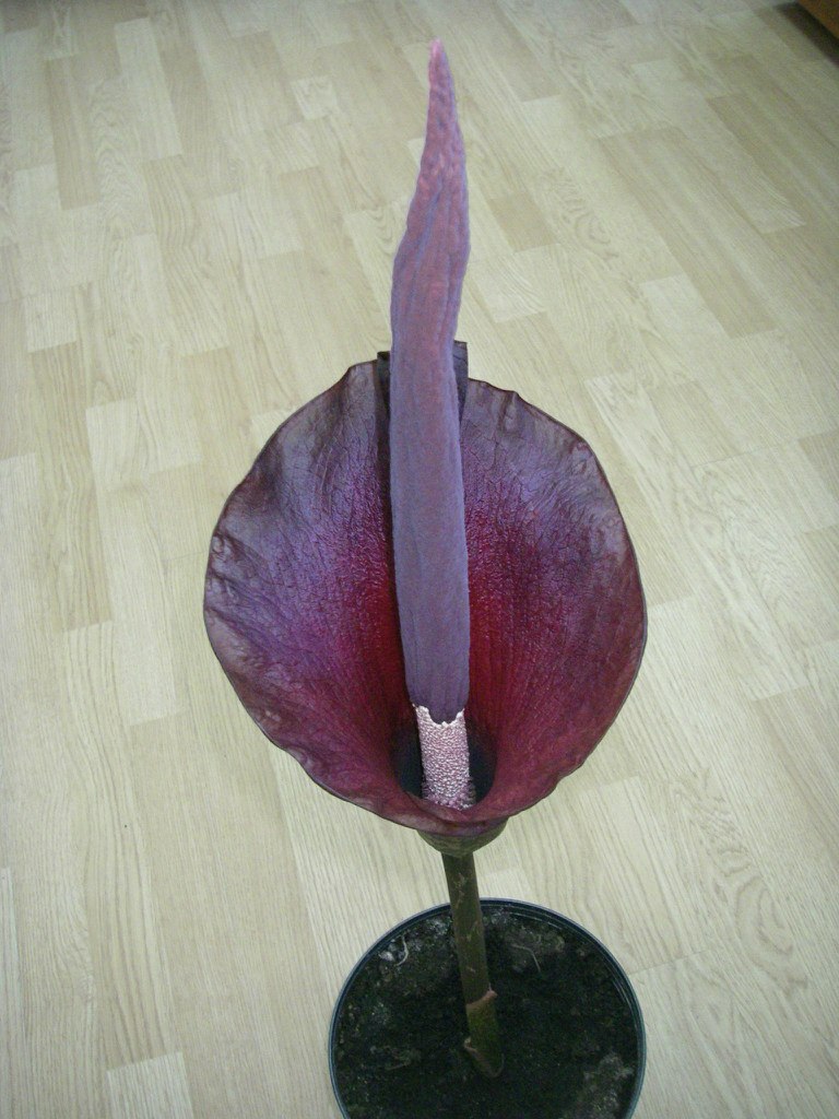 Галина Орлова | Санкт-Петербург