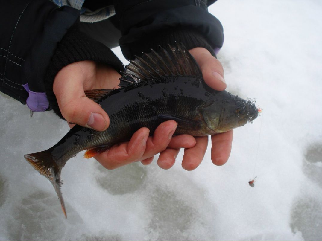 Юрий Дубенюк | Петрозаводск