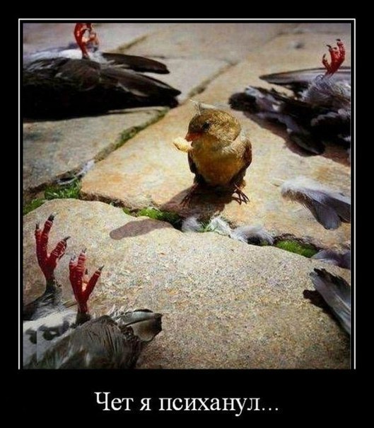 Коля Шпак | Черневцы