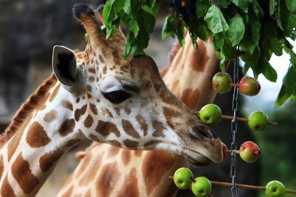 №83, Галинка Малинка, Славутич №83, Галинка Малинка, Славутич