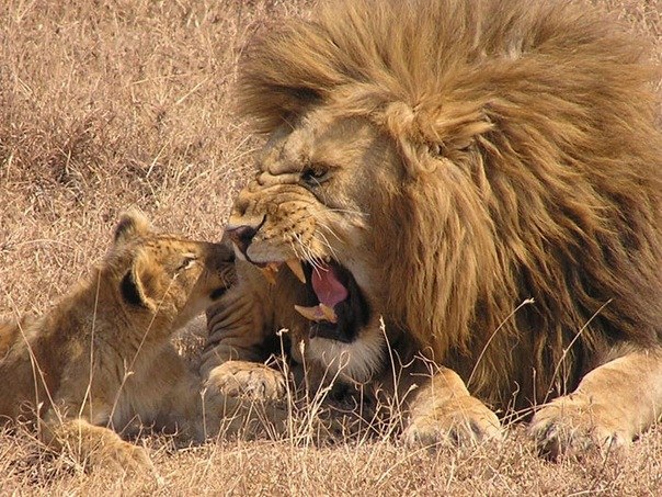 Александр Михайлов | Санкт-Петербург