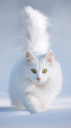 Эльза Валеева | Уфа