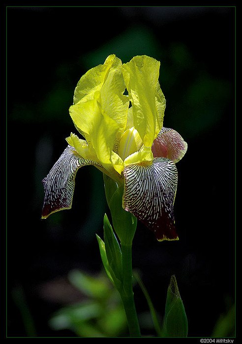 Иришка Вохмина | Тюмень