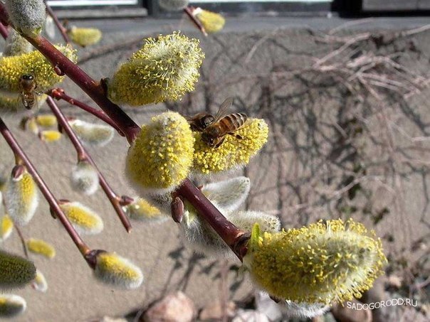 №39, Михаил Бугаёв, 37 лет, Краснодар №39, Михаил Бугаёв, 37 лет, Краснодар