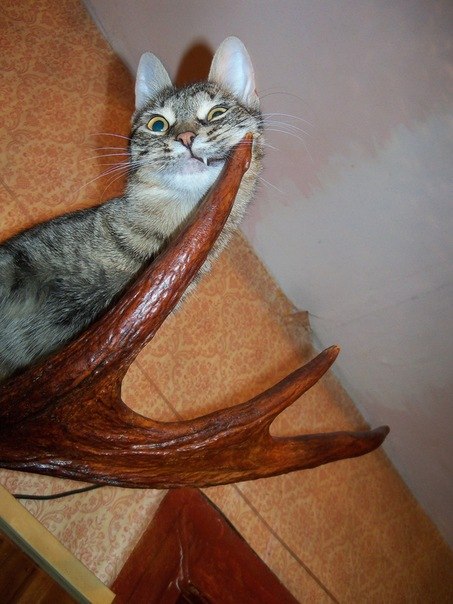 Анна Исаева | Тверь