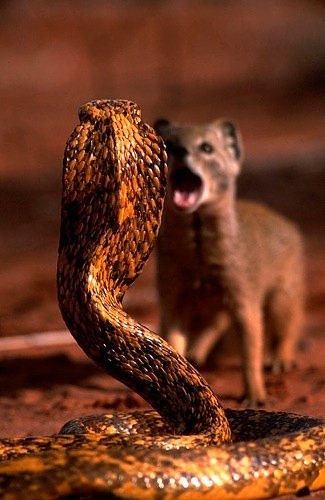 Игорь Токмаков | Майкоп