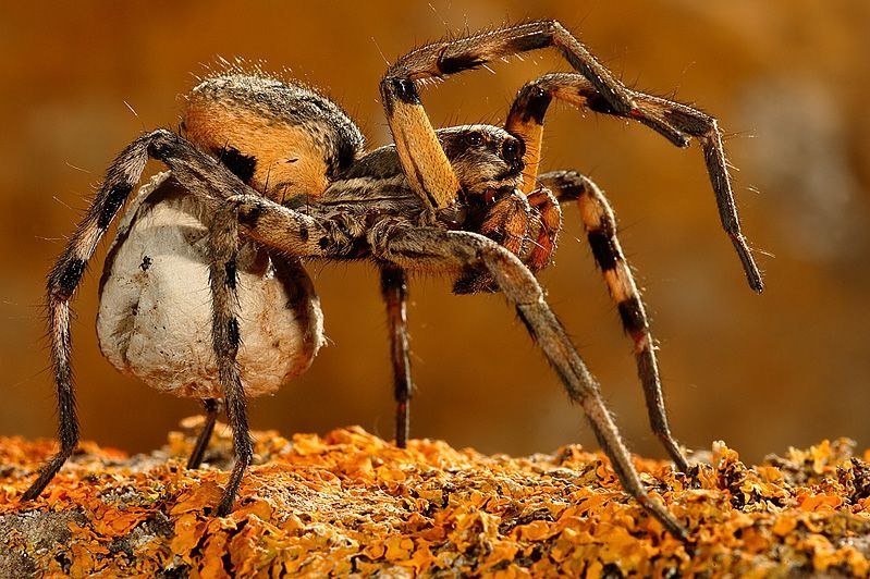 Денис Шеряков | Витебск