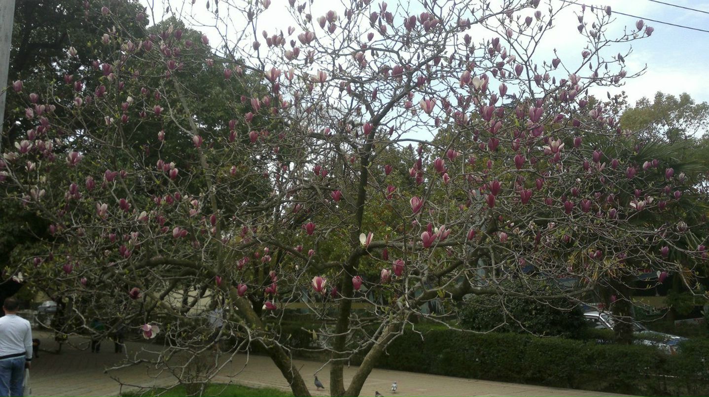 Роман Кулешов | Курск