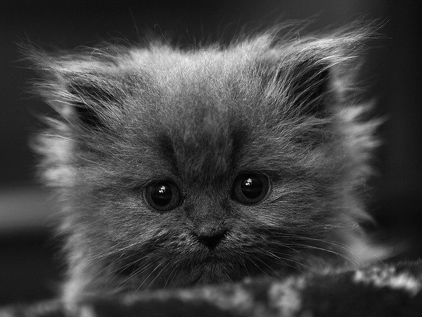 Александр Спирин | Сызрань