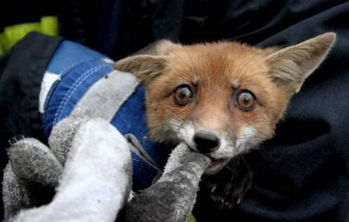 Сергей Лисовец lis701 | Волхов