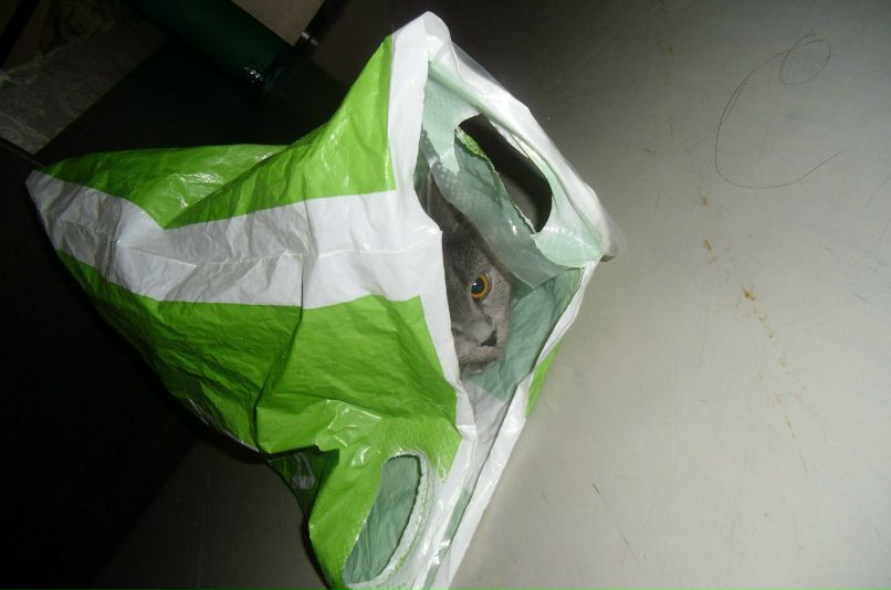 Света Касаткина | Лесной