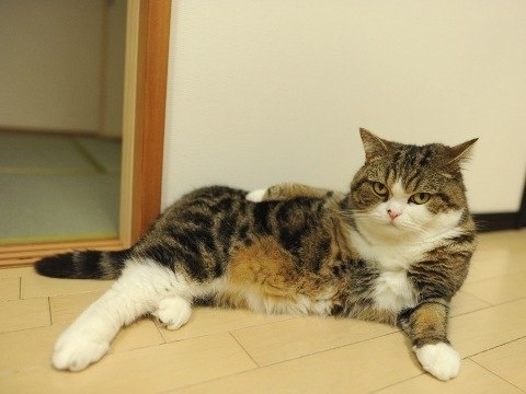 Ирина Бердинская | Санкт-Петербург