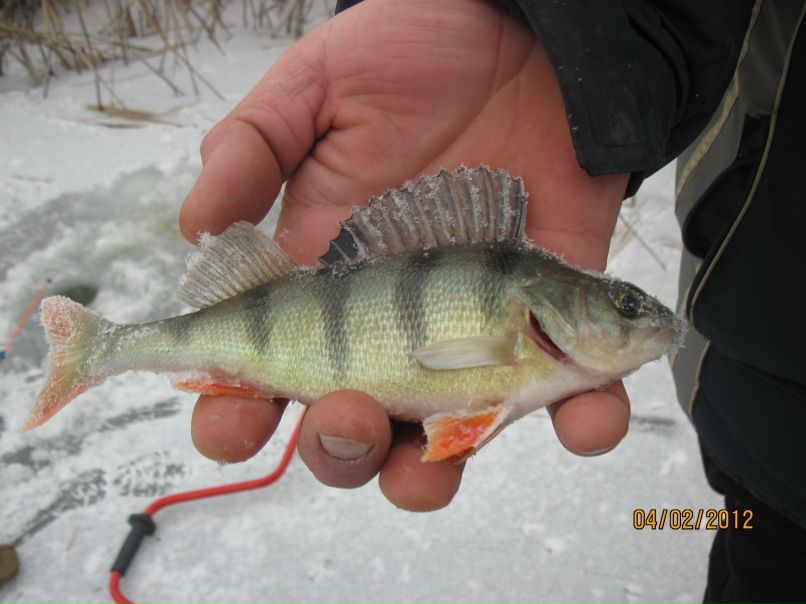 Макс Комисар | Одесса