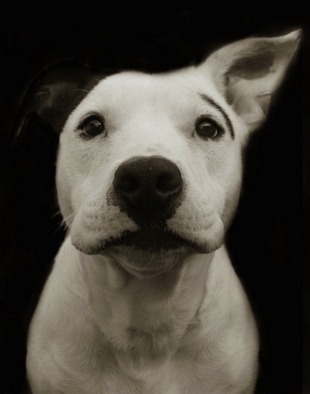 Алина Войт | 