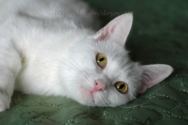 Людмила Кибукевич | Пермь