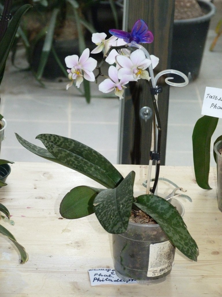 Аня Кушнир | Москва