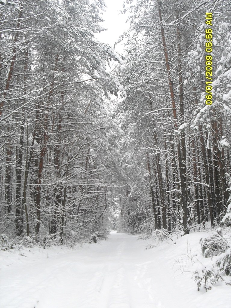 Александр Лойша Сергеевич | Скидель