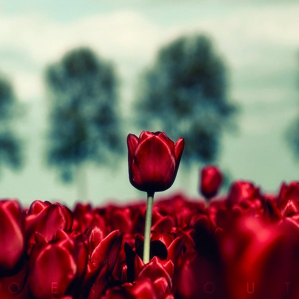 №82, Борис Белошапка, 43 года, Бельцы, Молдова №82, Борис Белошапка, 43 года, Бельцы, Молдова