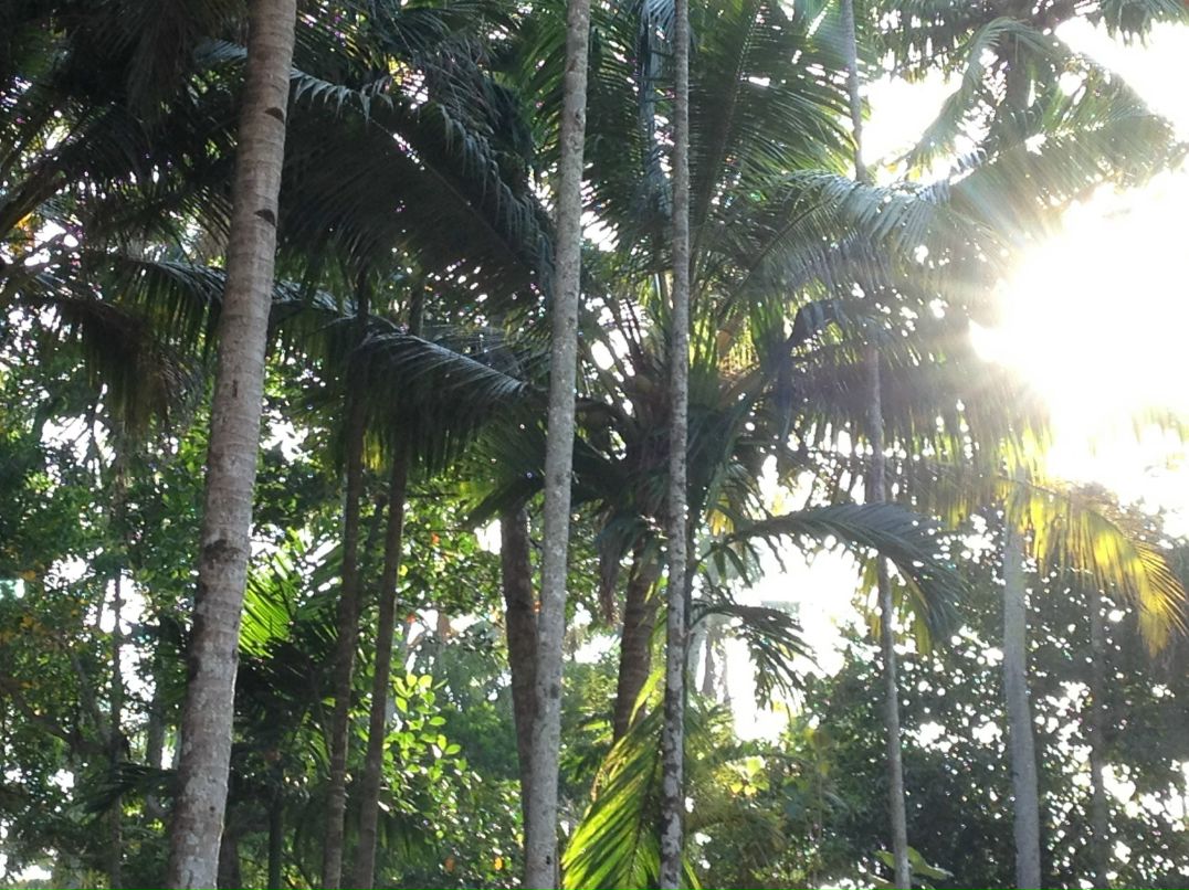 Николай Пичугин | Белая Церковь