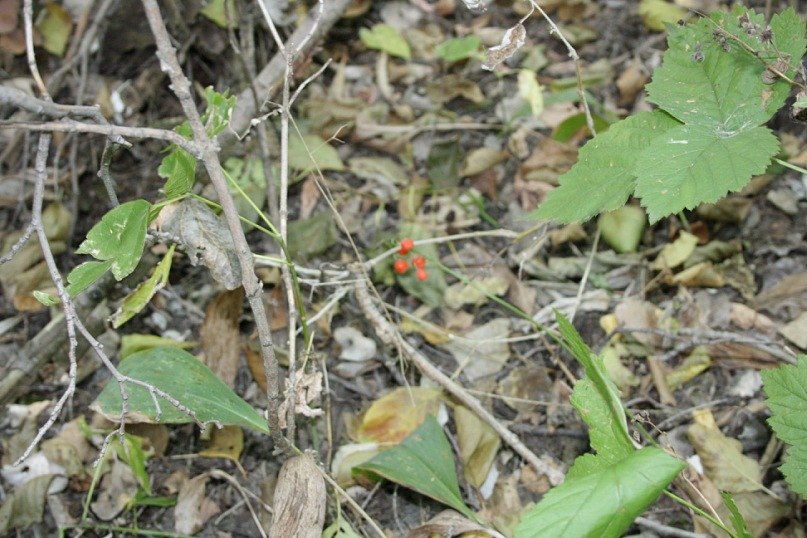 Маргарита Иванова | Москва