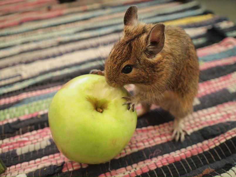 №17, Елизавета Романенко, 41 год, Тула №17, Елизавета Романенко, 41 год, Тула