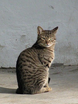 Антон Рахманин | Москва