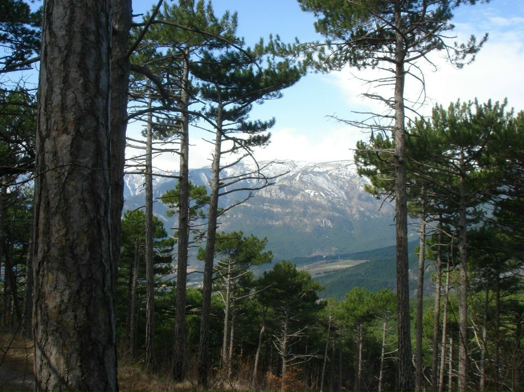 Владимир Ковдя | Ялта