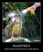 Ирина Родионова фотография #14