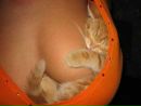№17 Анна Соколова 09.04.1991: профиль, фото, статус - ВКонтакте