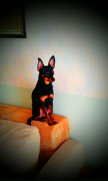 №35, Олька Горина, Клин №35, Олька Горина, Клин