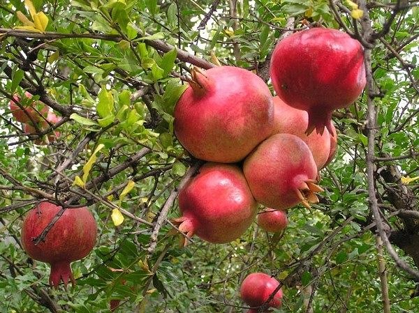 Галина Старова | Санкт-Петербург